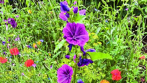 6951-Foto meerjarig bloemenzaad.jpg