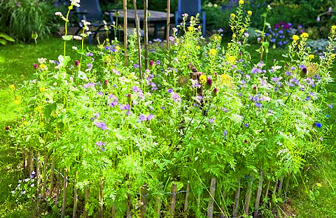 6954-Bloemenlint foto via J O.jpg