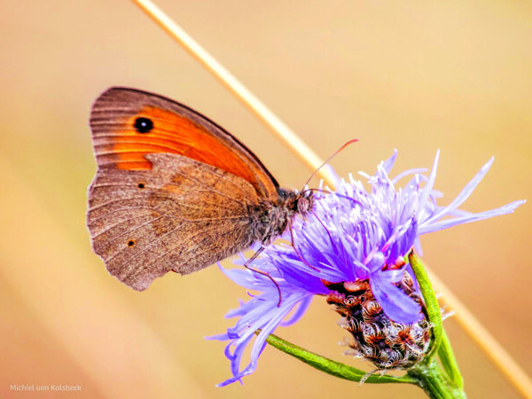 Cursus natuurfotografie IVN 1.jpg