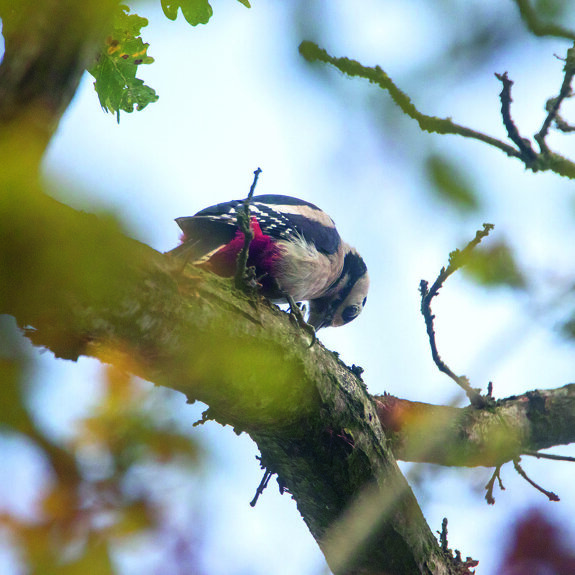 groet bonte specht herfstblad.jpg