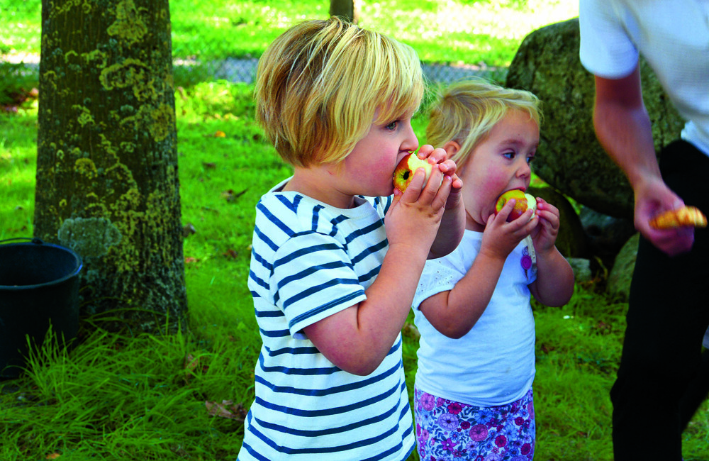 Appels plukken de Hofte