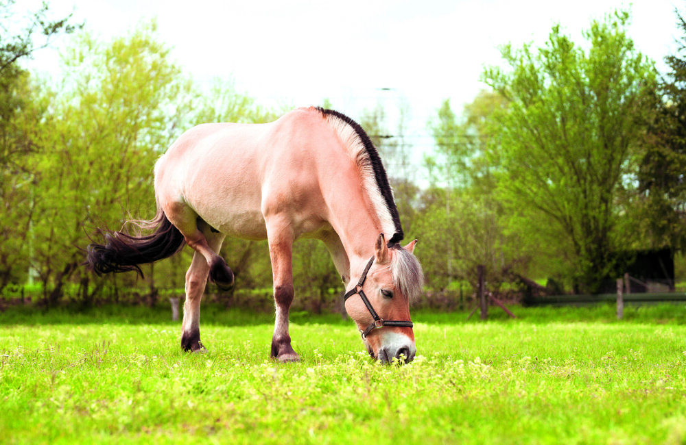 NLdoet bij Manege de Boerskotten-2.jpg