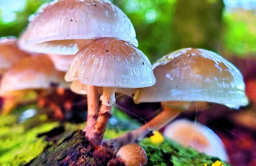 Paddenstoelenwandeling YON.jpg