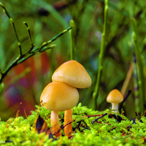 Cursus natuurfotografie IVN 2.jpg