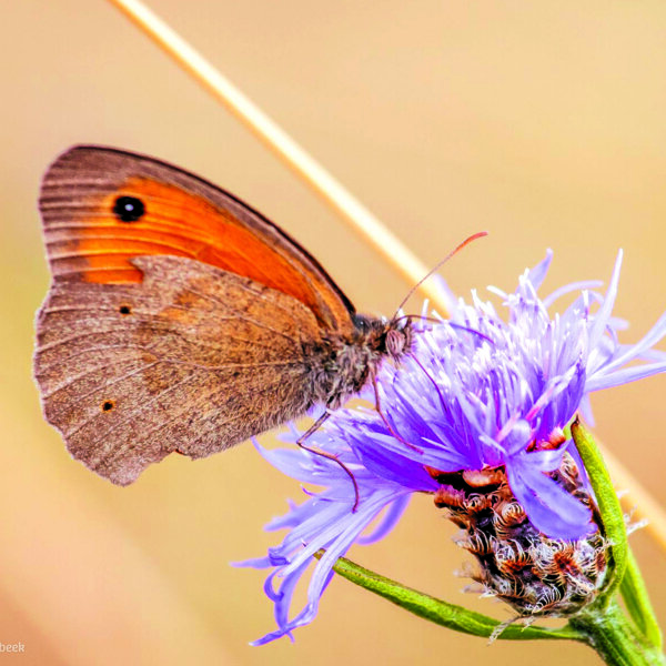 Cursus natuurfotografie IVN 1.jpg