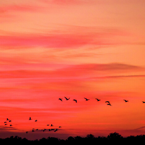 vliegende ganzen.jpg