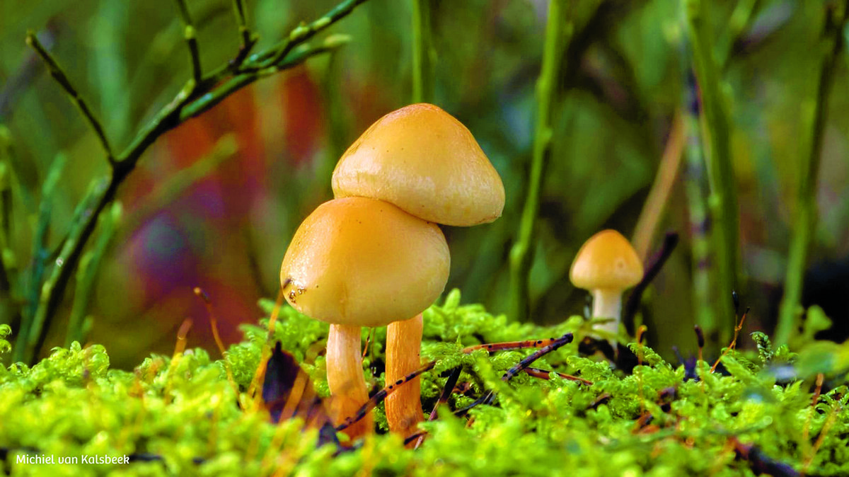 Cursus natuurfotografie IVN 2.jpg