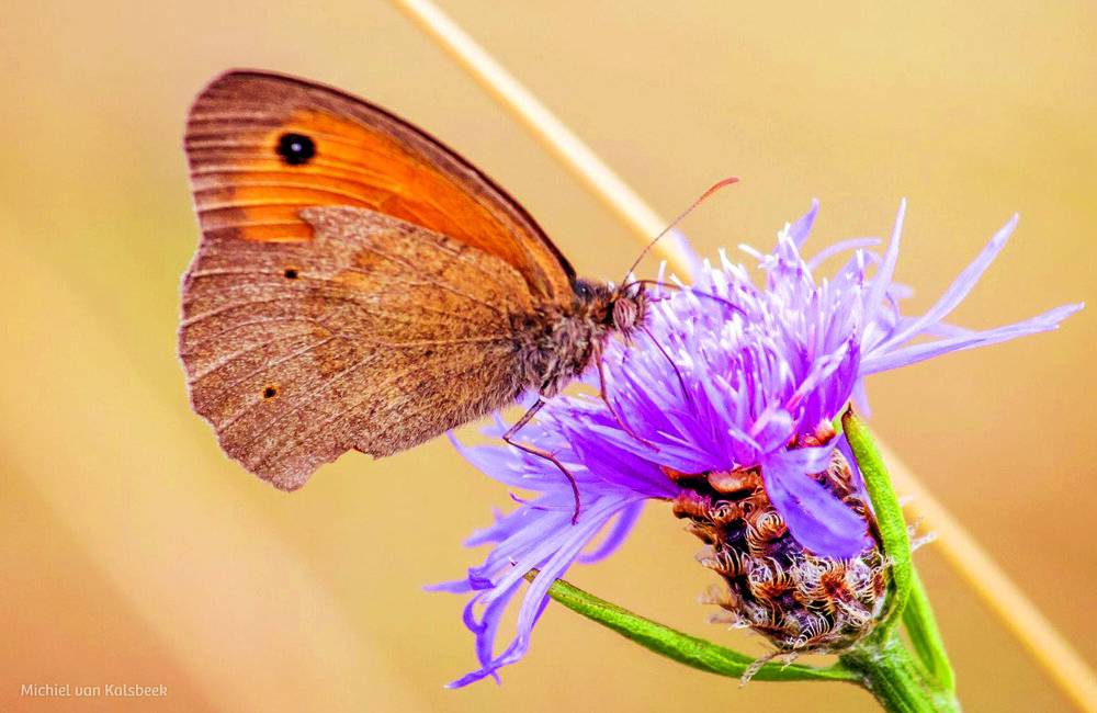 Workshop natuurfotografie IVN M van Kalsbeek